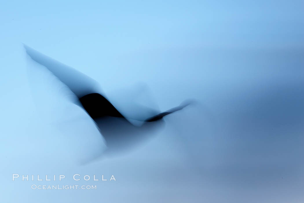 Booby in flight, motion blur., natural history stock photograph, photo id 16688