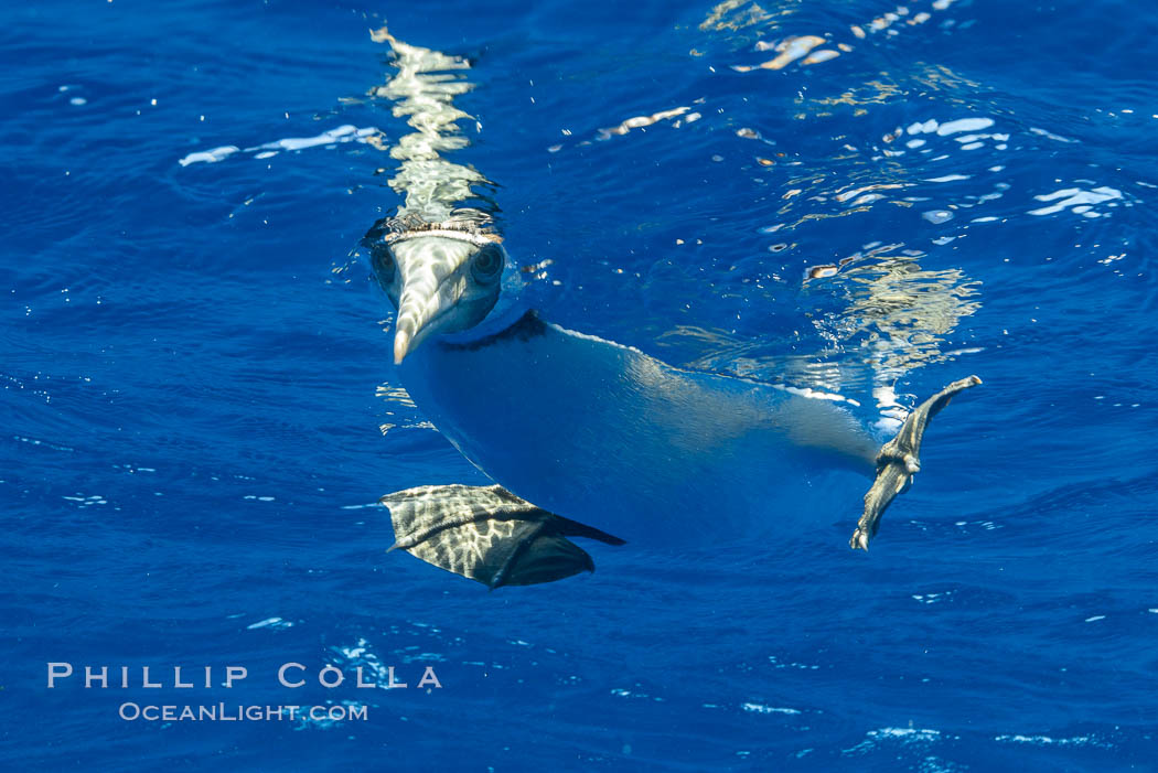 Booby looking underwater, Clipperton Island. France, natural history stock photograph, photo id 32958