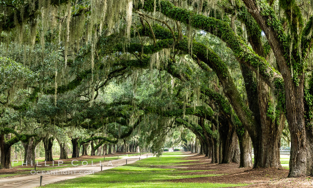 Oak Alley at Boone Hall Plantation, a shaded tunnel of huge old south live oak trees, Charleston, South Carolina. USA, Quercus virginiana, natural history stock photograph, photo id 37402