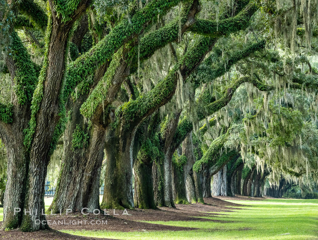 Oak Alley at Boone Hall Plantation, a shaded tunnel of huge old south live oak trees, Charleston, South Carolina. USA, Quercus virginiana, natural history stock photograph, photo id 37396