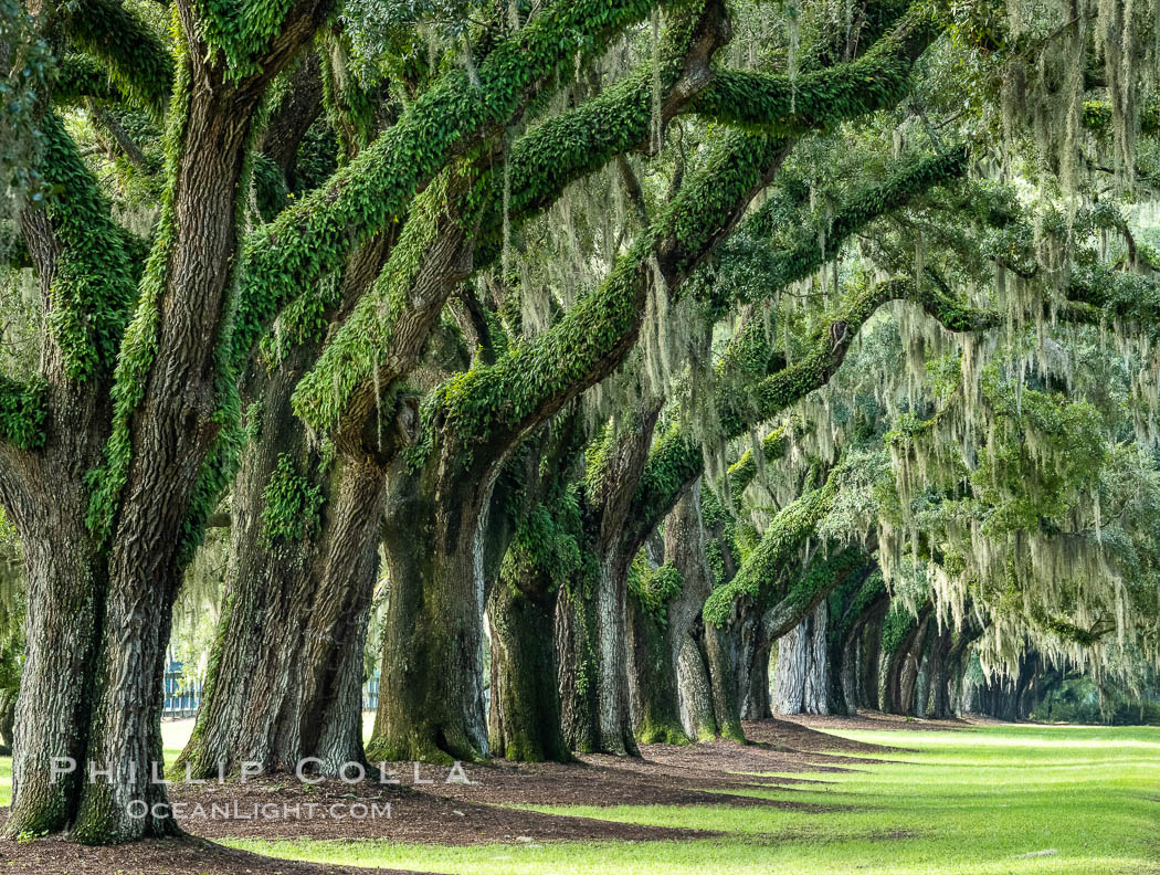 Oak Alley at Boone Hall Plantation, a shaded tunnel of huge old south live oak trees, Charleston, South Carolina. USA, Quercus virginiana, natural history stock photograph, photo id 37396