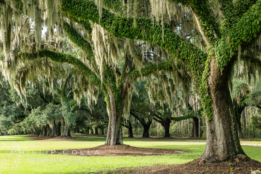 Oak Alley at Boone Hall Plantation, a shaded tunnel of huge old south live oak trees, Charleston, South Carolina. USA, Quercus virginiana, natural history stock photograph, photo id 37400