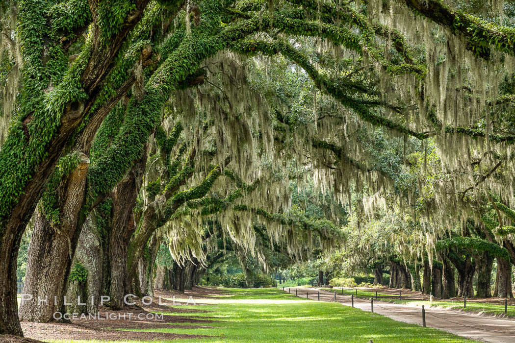 Oak Alley at Boone Hall Plantation, a shaded tunnel of huge old south live oak trees, Charleston, South Carolina. USA, Quercus virginiana, natural history stock photograph, photo id 37404