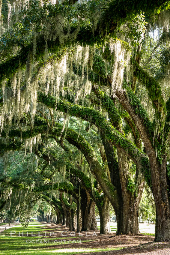 Oak Alley at Boone Hall Plantation, a shaded tunnel of huge old south live oak trees, Charleston, South Carolina. USA, Quercus virginiana, natural history stock photograph, photo id 37395