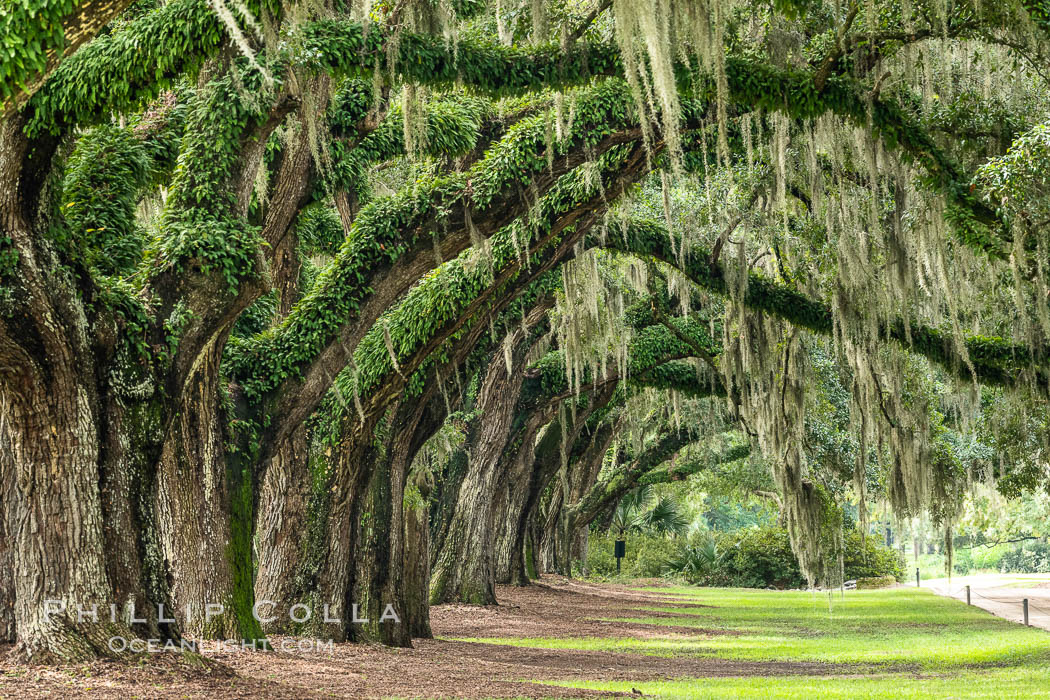 Oak Alley at Boone Hall Plantation, a shaded tunnel of huge old southern live oak trees, Charleston, South Carolina. USA, Quercus virginiana, natural history stock photograph, photo id 37403