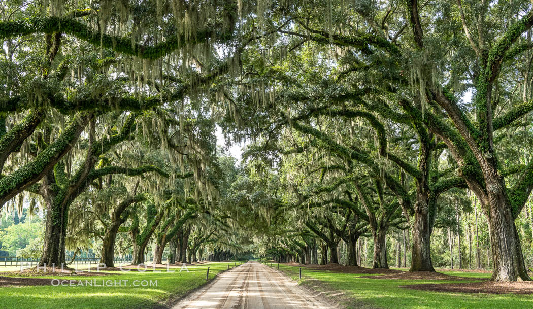 Oak Alley at Boone Hall Plantation, a shaded tunnel of huge old southern live oak trees, Charleston, South Carolina. USA, Quercus virginiana, natural history stock photograph, photo id 37397