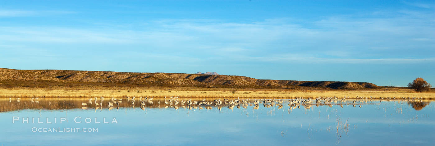 Panoramic image of one of the famous crane pools at Bosque del Apache National Wildlife Refuge. Socorro, New Mexico, USA, natural history stock photograph, photo id 21868