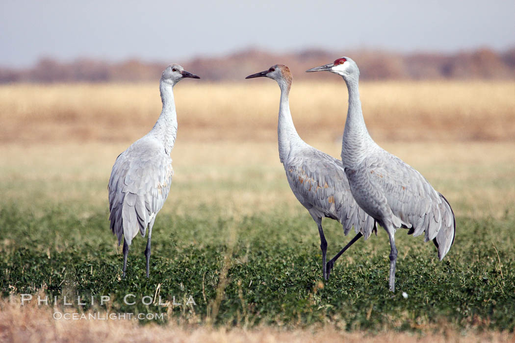 Sandhill cranes. Bosque del Apache National Wildlife Refuge, New Mexico, USA, Grus canadensis, natural history stock photograph, photo id 20002