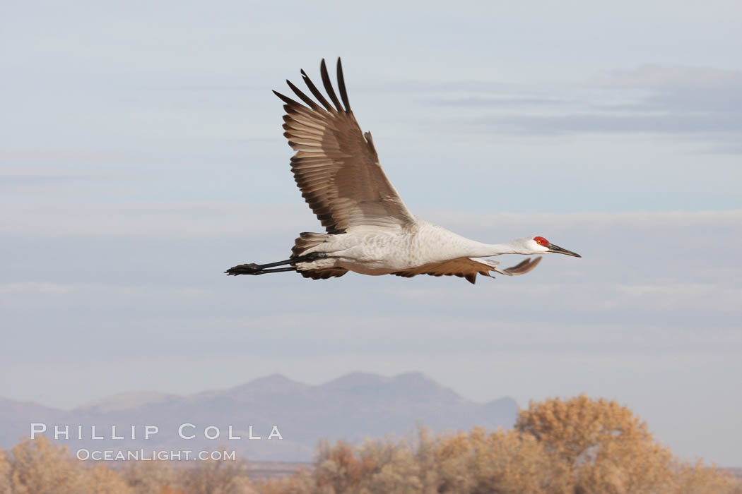 Sandhill crane in flight. Bosque del Apache National Wildlife Refuge, New Mexico, USA, Grus canadensis, natural history stock photograph, photo id 20006