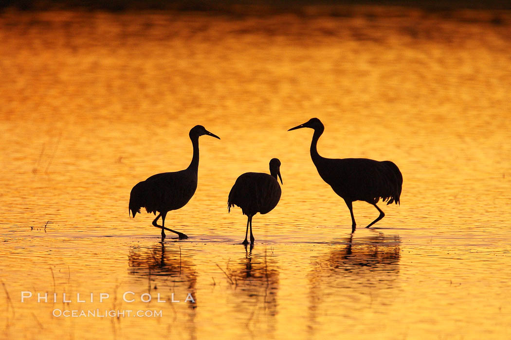 Sandhilll cranes in golden sunset light, silhouette, standing in pond. Bosque del Apache National Wildlife Refuge, Socorro, New Mexico, USA, Grus canadensis, natural history stock photograph, photo id 21798