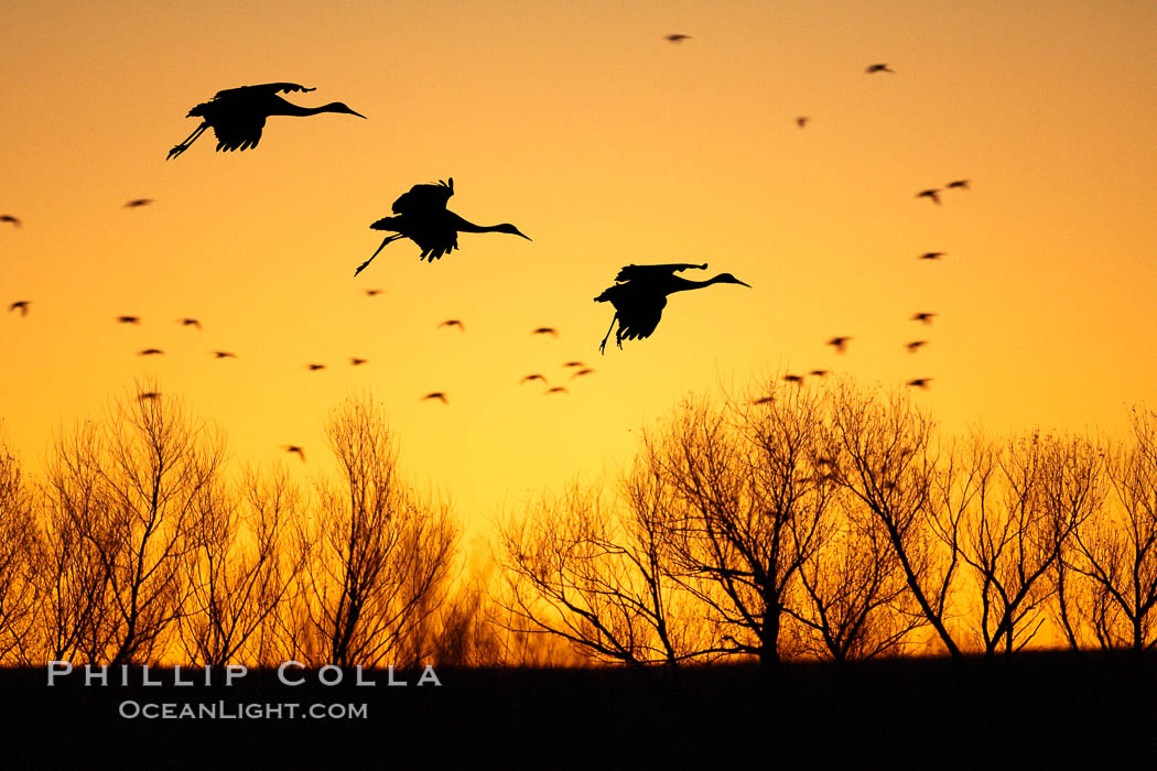 Sandhill cranes in flight, silhouetted against a richly colored evening sky.  A composite of two photographs taken moments apart, combined digitally. Bosque del Apache National Wildlife Refuge, Socorro, New Mexico, USA, Grus canadensis, natural history stock photograph, photo id 21814