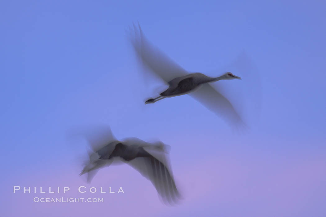 Sandhill cranes, flying across a colorful sunset sky, blur wings due to long time exposure. Bosque del Apache National Wildlife Refuge, Socorro, New Mexico, USA, Grus canadensis, natural history stock photograph, photo id 21818