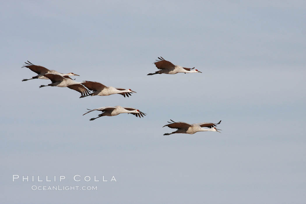 Sandhill cranes in flight. Bosque del Apache National Wildlife Refuge, New Mexico, USA, Grus canadensis, natural history stock photograph, photo id 20000