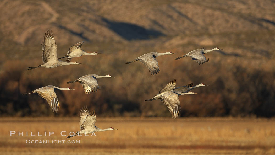 Sandhill cranes in flight in early morning light. Bosque del Apache National Wildlife Refuge, Socorro, New Mexico, USA, Grus canadensis, natural history stock photograph, photo id 21828