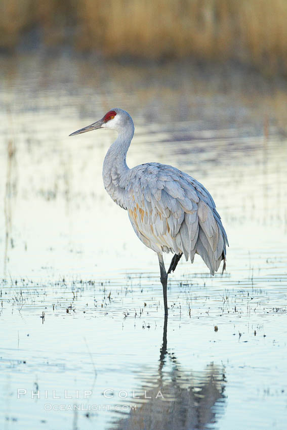 Sandhill crane resting in a shallow pond, reflected in still water with soft predawn light. Bosque del Apache National Wildlife Refuge, Socorro, New Mexico, USA, Grus canadensis, natural history stock photograph, photo id 21852