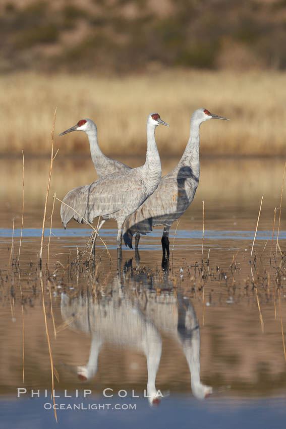 A trio of sandhill cranes, standing in perfectly still water, reflected like a mirror in rich early morning light. Bosque del Apache National Wildlife Refuge, Socorro, New Mexico, USA, Grus canadensis, natural history stock photograph, photo id 21856
