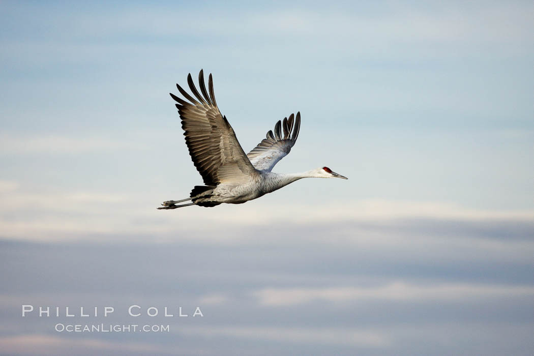 Sandhill crane in flight. Bosque del Apache National Wildlife Refuge, New Mexico, USA, Grus canadensis, natural history stock photograph, photo id 19995