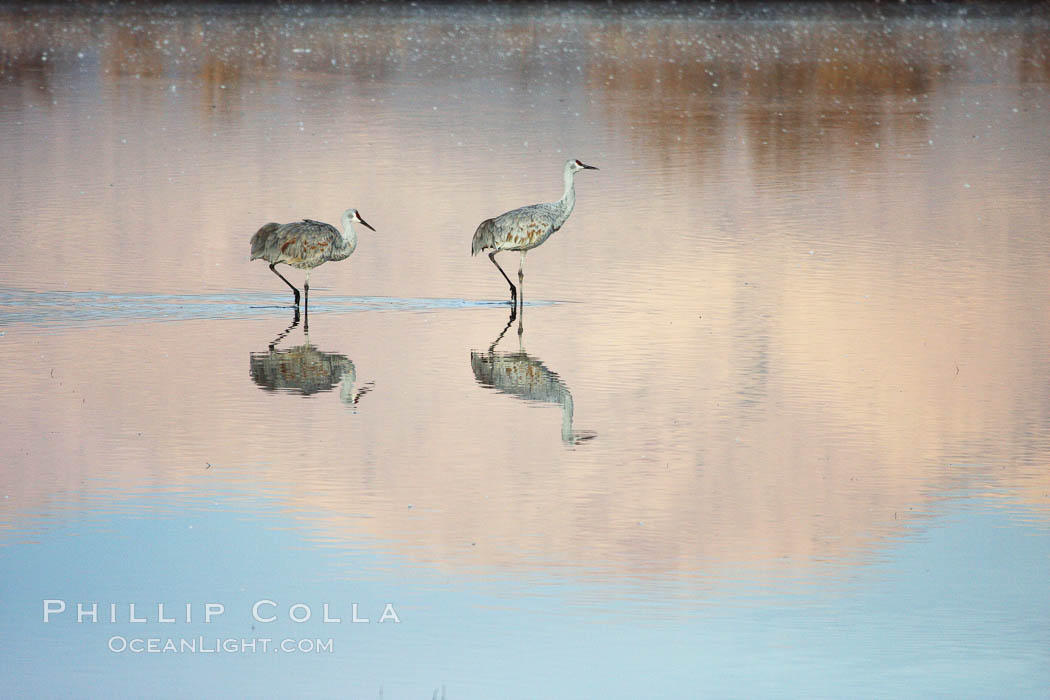 Sandhill cranes. Bosque del Apache National Wildlife Refuge, New Mexico, USA, Grus canadensis, natural history stock photograph, photo id 19999