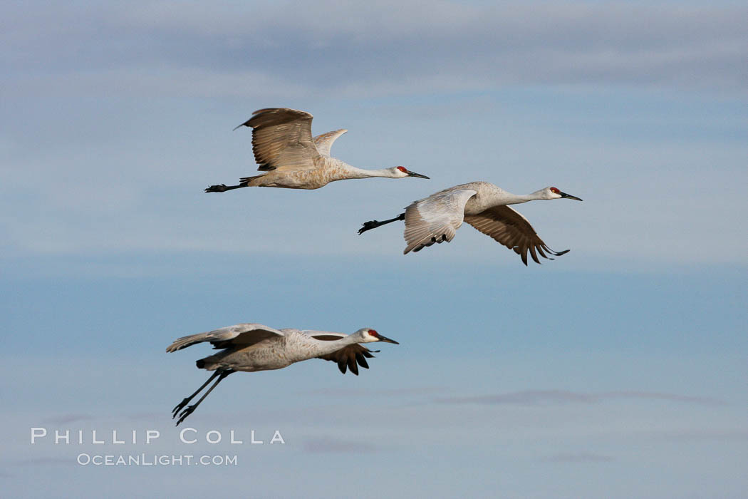 Sandhill cranes in flight. Bosque del Apache National Wildlife Refuge, New Mexico, USA, Grus canadensis, natural history stock photograph, photo id 20011