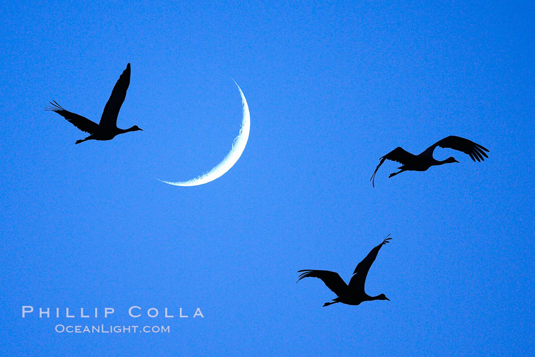 Sandhill cranes fly across a crescent moon.  A composite image formed from two photographs, taken a few moments apart, at sunset, Bosque del Apache National Wildlife Refuge. Socorro, New Mexico, USA, Grus canadensis, natural history stock photograph, photo id 21815