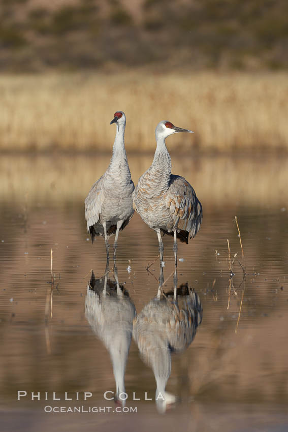 Two sandhill cranes, reflected in mirror-still waters at sunrise. Bosque del Apache National Wildlife Refuge, Socorro, New Mexico, USA, Grus canadensis, natural history stock photograph, photo id 21855