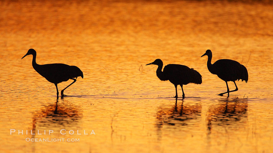 Sandhilll cranes in golden sunset light, silhouette, standing in pond. Bosque del Apache National Wildlife Refuge, Socorro, New Mexico, USA, Grus canadensis, natural history stock photograph, photo id 21825