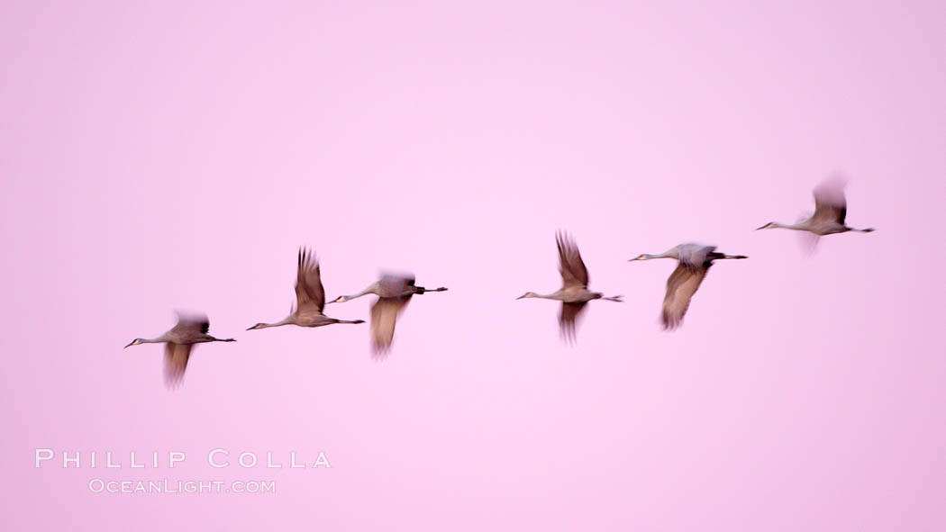 Sandhill cranes, blurred by long time exposure, fly through colorful twilight skies. Bosque del Apache National Wildlife Refuge, Socorro, New Mexico, USA, Grus canadensis, natural history stock photograph, photo id 21833