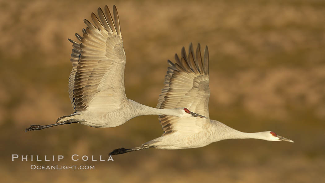 Two sandhill cranes flying side by side. Bosque del Apache National Wildlife Refuge, Socorro, New Mexico, USA, Grus canadensis, natural history stock photograph, photo id 21837