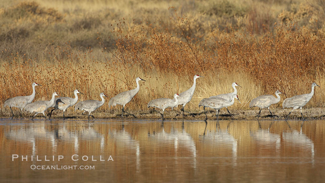 Sandhill cranes, reflected in the still waters of one of the Bosque del Apache NWR crane pools. Bosque del Apache National Wildlife Refuge, Socorro, New Mexico, USA, Grus canadensis, natural history stock photograph, photo id 21841