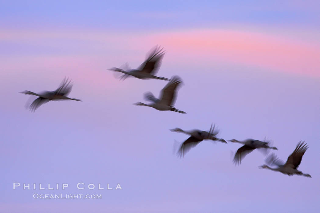 Sandhill cranes, flying across a colorful sunset sky, blur wings due to long time exposure. Bosque del Apache National Wildlife Refuge, Socorro, New Mexico, USA, Grus canadensis, natural history stock photograph, photo id 21845