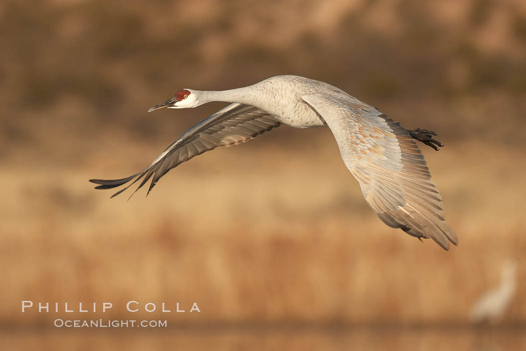 Sandhill crane spreads its broad wings as it takes flight in early morning light.  This crane is one of over 5000 present in Bosque del Apache National Wildlife Refuge, stopping here during its winter migration. Socorro, New Mexico, USA, Grus canadensis, natural history stock photograph, photo id 21853