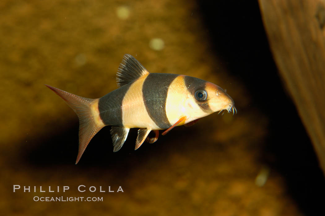 Clown loach, a freshwater fish native to Indonesia (Sumatra and Borneo)., Botia macracanthus, natural history stock photograph, photo id 09326