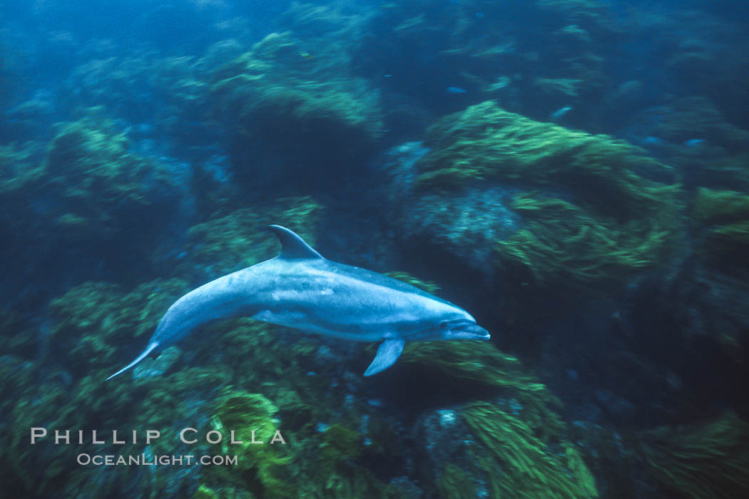 Pacific bottlenose dolphin at Guadalupe Island, Mexico. Guadalupe Island (Isla Guadalupe), Baja California, natural history stock photograph, photo id 00970
