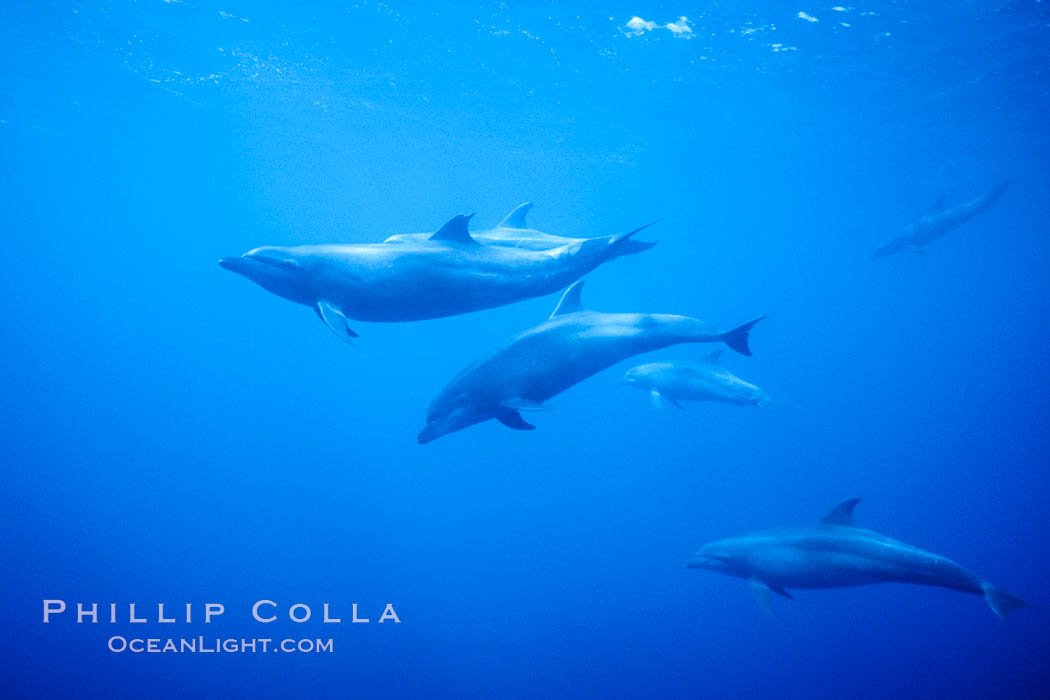 Pacific bottlenose dolphins underwater at Guadalupe Island, Mexico. Guadalupe Island (Isla Guadalupe), Baja California, natural history stock photograph, photo id 03278