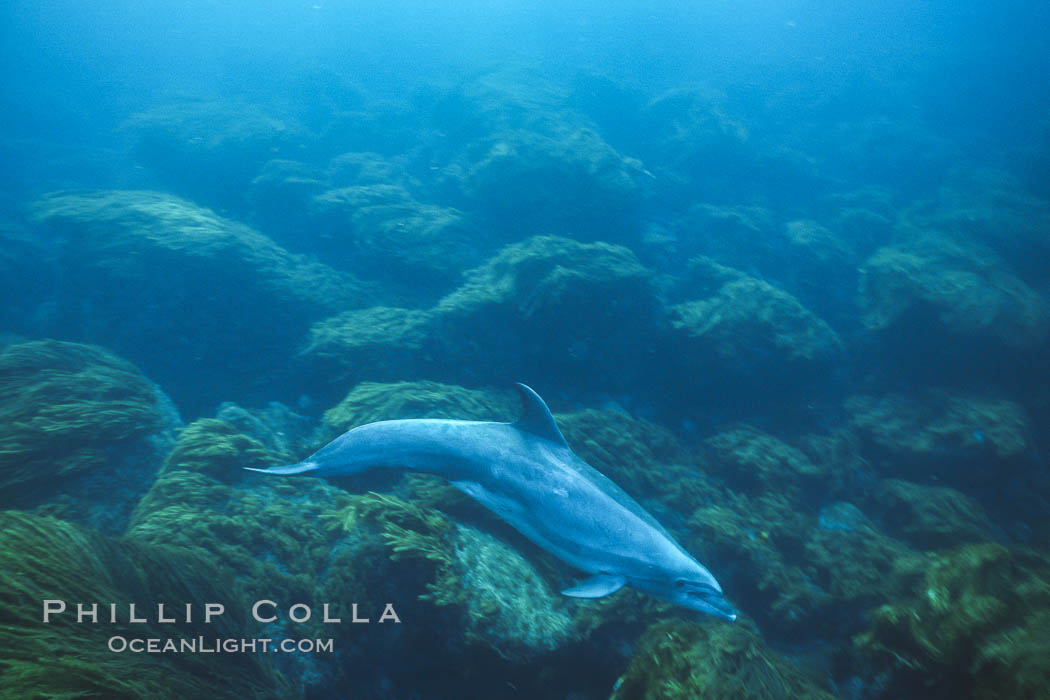 Pacific bottlenose dolphin at Guadalupe Island, Mexico. Guadalupe Island (Isla Guadalupe), Baja California, natural history stock photograph, photo id 36239