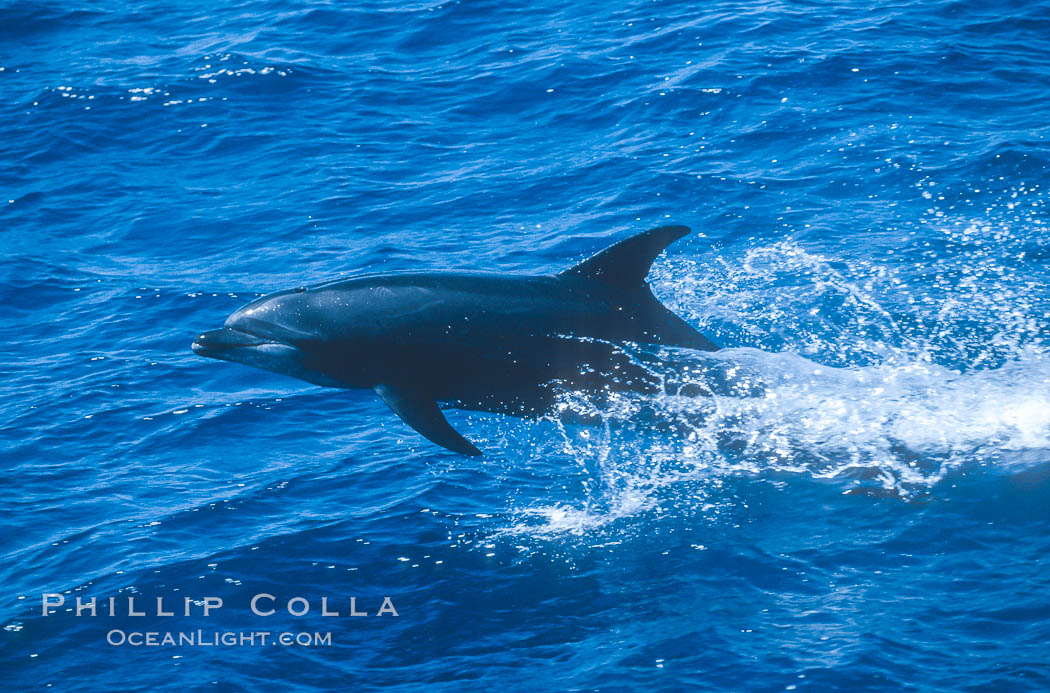 Pacific bottlenose dolphin at Guadalupe Island, Mexico. Guadalupe Island (Isla Guadalupe), Baja California, natural history stock photograph, photo id 36245
