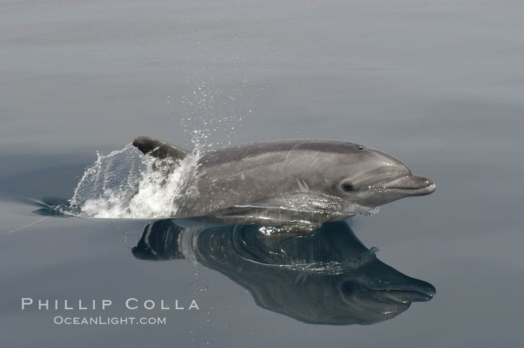 Pacific bottlenose dolphin breaches the ocean surface as it leaps and takes a breath.  Open ocean near San Diego. California, USA, Tursiops truncatus, natural history stock photograph, photo id 07158