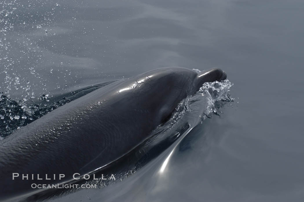 Pacific bottlenose dolphin breaches the ocean surface to take a breath.  Open ocean near San Diego. California, USA, Tursiops truncatus, natural history stock photograph, photo id 07162