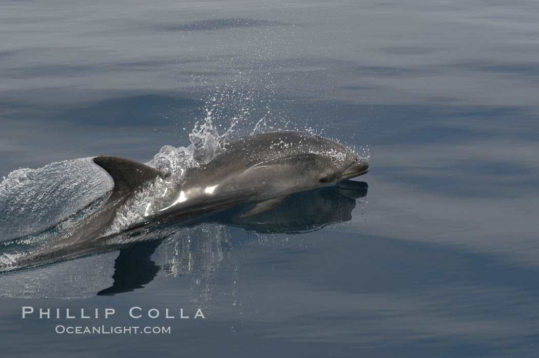 Pacific bottlenose dolphin hydrodynamically slices the ocean as it surfaces to breathe.  Open ocean near San Diego. California, USA, Tursiops truncatus, natural history stock photograph, photo id 07170