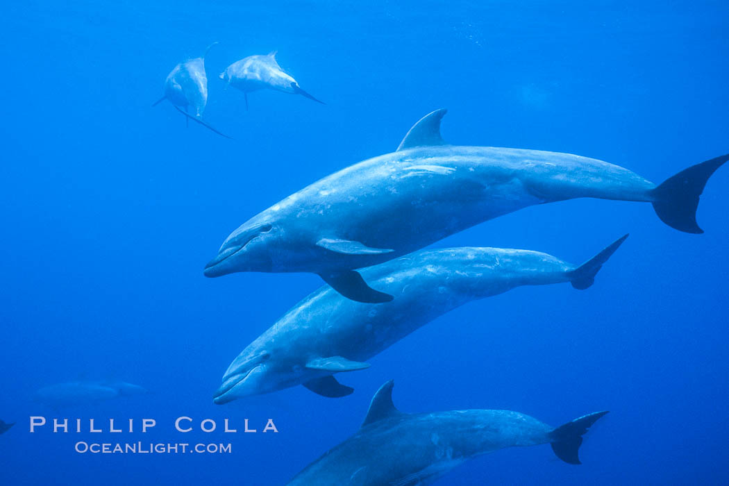 Pacific bottlenose dolphin. Guadalupe Island (Isla Guadalupe), Baja California, Mexico, Tursiops truncatus, natural history stock photograph, photo id 03740