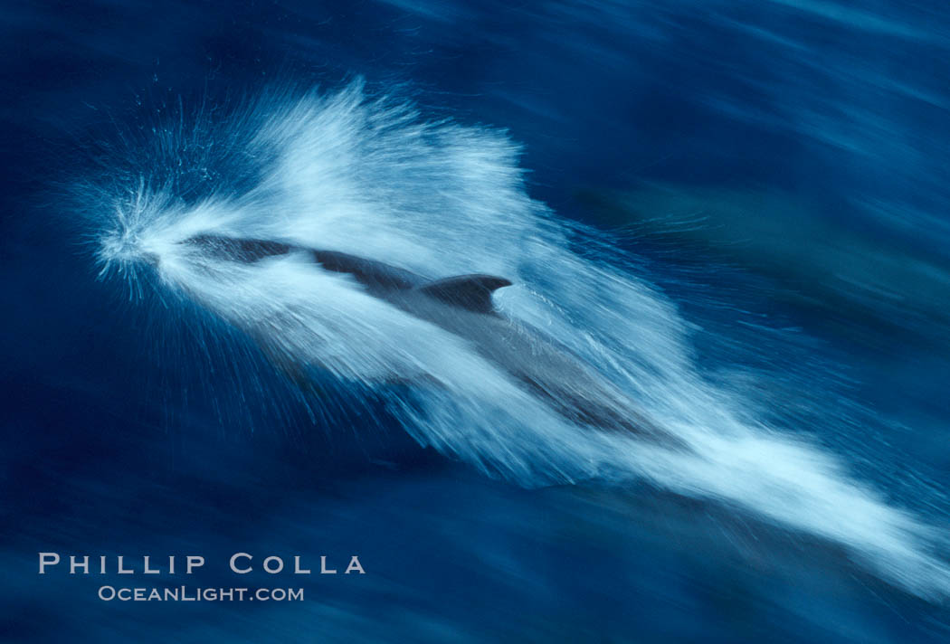 Bottlenose dolphin. Guadalupe Island (Isla Guadalupe), Baja California, Mexico, Tursiops truncatus, natural history stock photograph, photo id 03851