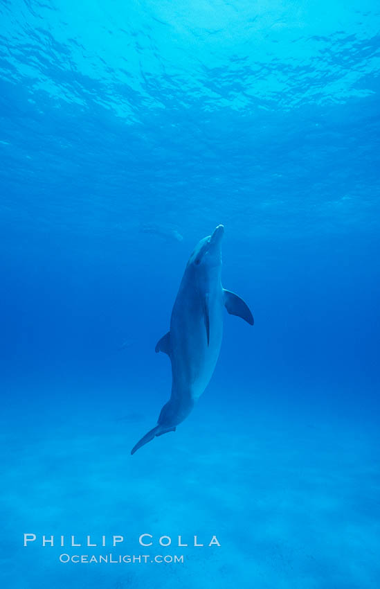 Atlantic bottlenose dolphin. Bahamas, Tursiops truncatus, natural history stock photograph, photo id 00692