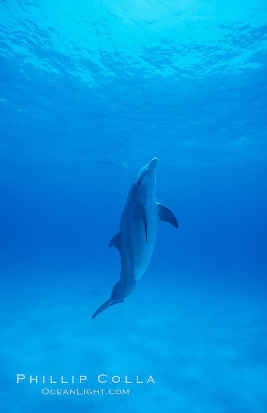Atlantic bottlenose dolphin. Bahamas, Tursiops truncatus, natural history stock photograph, photo id 00692