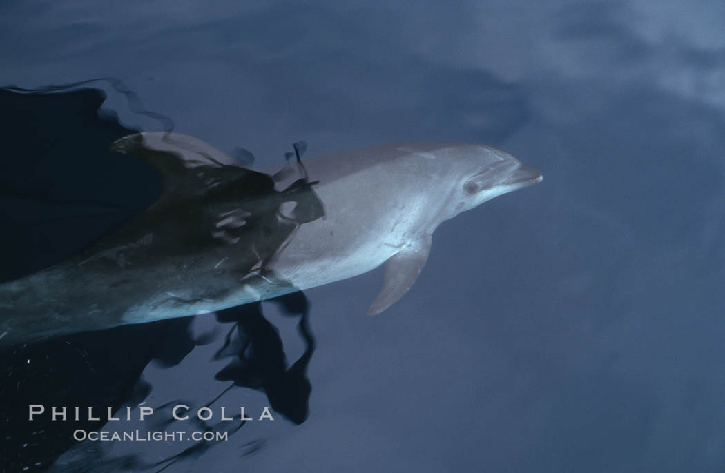 Pacific  bottlenose dolphin., Tursiops truncatus, natural history stock photograph, photo id 04916