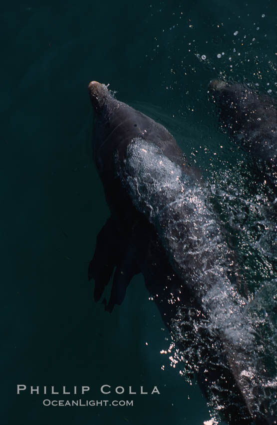 Atlantic  bottlenose dolphin. Bahamas, Tursiops truncatus, natural history stock photograph, photo id 04907