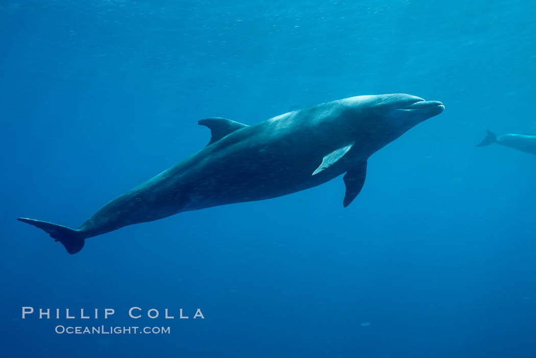 Bottlenose dolphin. Wolf Island, Galapagos Islands, Ecuador, Tursiops truncatus, natural history stock photograph, photo id 16411