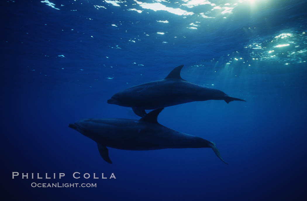 Pacific  bottlenose dolphin., Tursiops truncatus, natural history stock photograph, photo id 04913