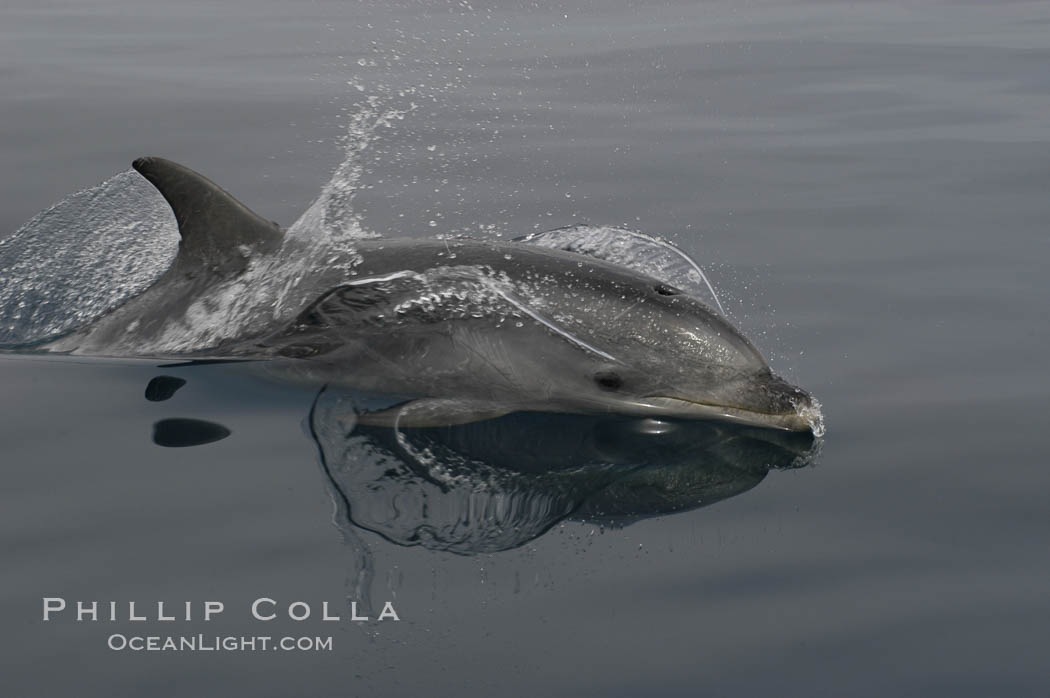 Pacific bottlenose dolphin hydrodynamically slices the ocean as it surfaces to breathe.  Open ocean near San Diego. California, USA, Tursiops truncatus, natural history stock photograph, photo id 07165