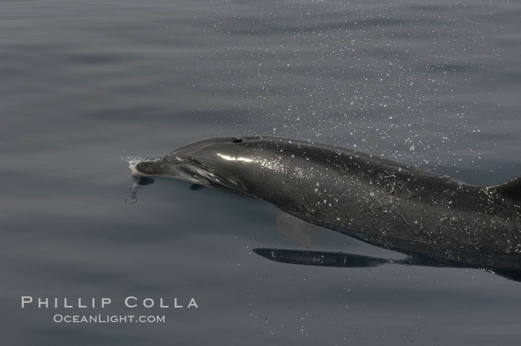 Pacific bottlenose dolphin opens its blowhole to breathe at the ocean surface.  Open ocean near San Diego. California, USA, Tursiops truncatus, natural history stock photograph, photo id 07173