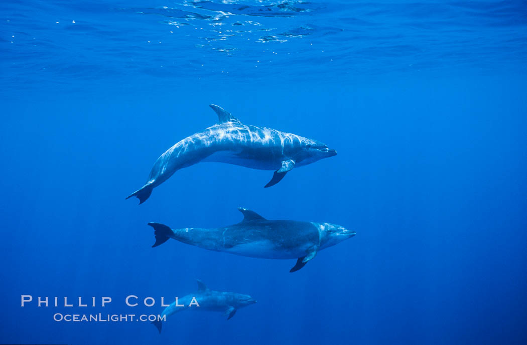 Pacific bottlenose dolphin. Guadalupe Island (Isla Guadalupe), Baja California, Mexico, Tursiops truncatus, natural history stock photograph, photo id 00270